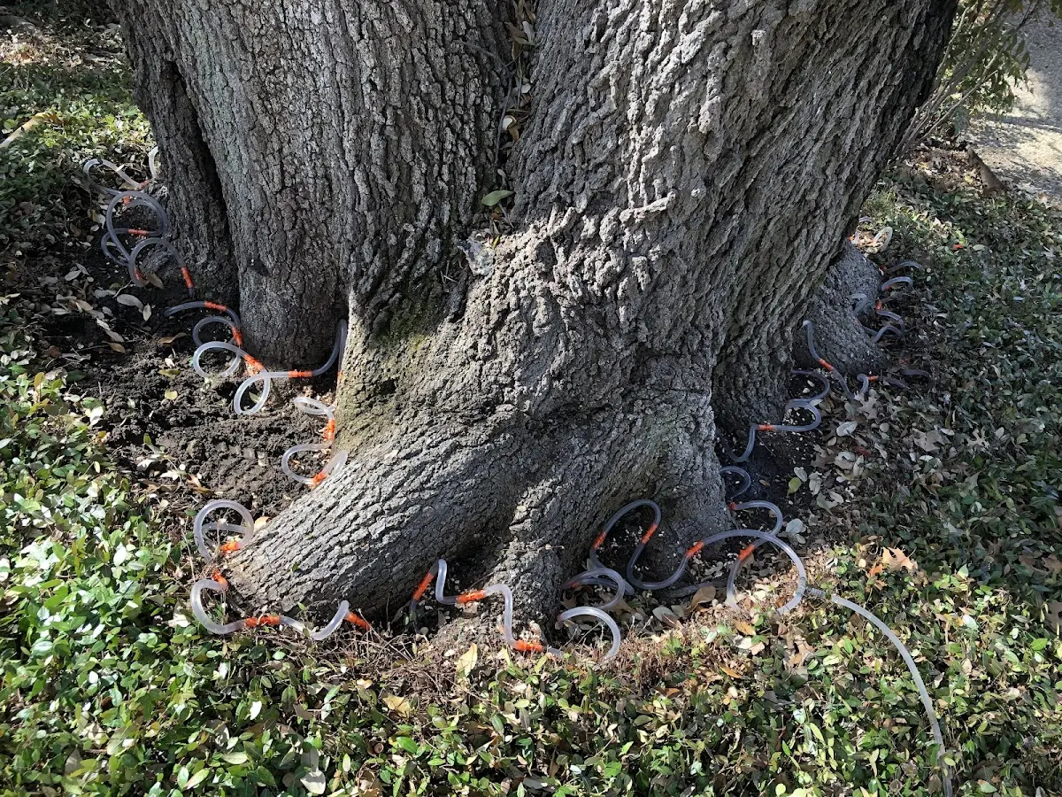 Detailed Tree Cabling and Bracing job site in Gotham