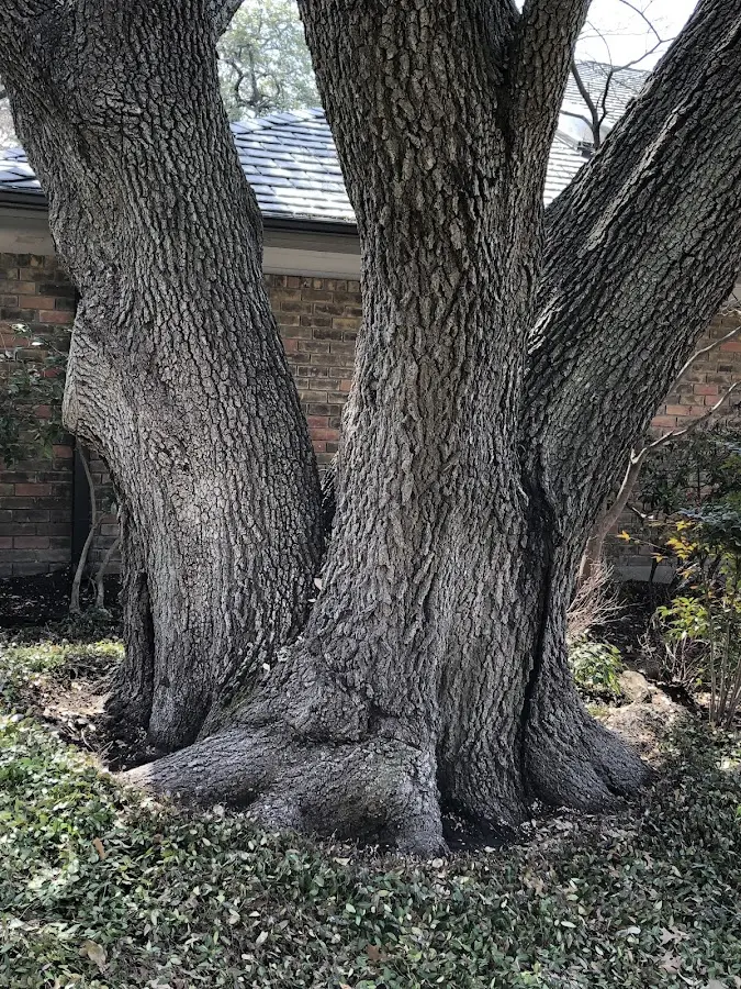 Mature heritage tree close to a Gotham property cared for by certified arborists